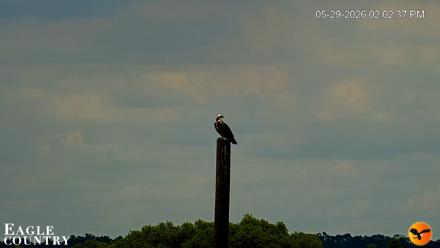 Southwest Florida River Wildlife Live Cams - May 29, 2026, 2:05pm EDT