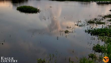 Southwest Florida River Wildlife Live Cams - Aug 4, 2026, 8:09pm EDT