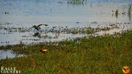 Southwest Florida River Wildlife Live Cams - Aug 28, 2026, 9:48am EDT