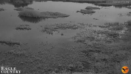 Southwest Florida River Wildlife Live Cams - Jul 12, 2026, 8:38pm EDT