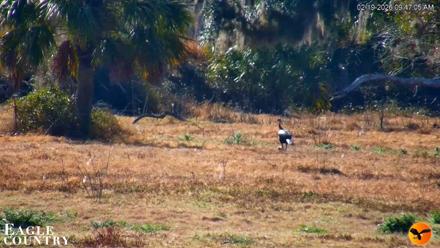 Southwest Florida River Wildlife Live Cams - Feb 19, 2026, 9:48am EST