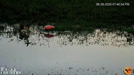Southwest Florida River Wildlife Live Cams - Aug 28, 2026, 7:47pm EDT
