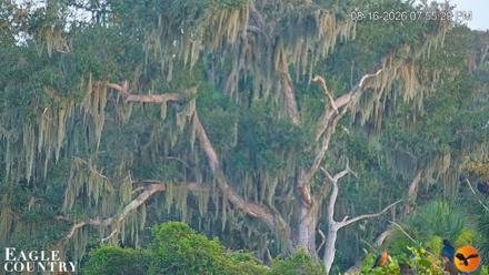 Southwest Florida River Wildlife Live Cams - Aug 16, 2026, 7:56pm EDT