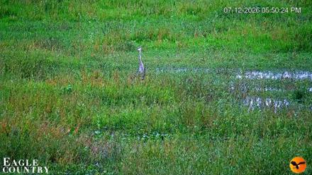 Southwest Florida River Wildlife Live Cams - Jul 12, 2026, 5:51pm EDT