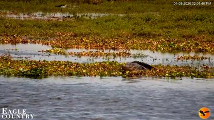 Southwest Florida River Wildlife Live Cams - Apr 8, 2026, 2:05pm EDT