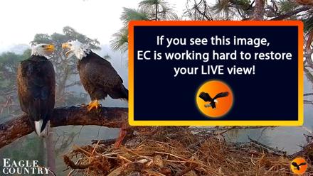 Southwest Florida River Wildlife Live Cams - Aug 21, 2026, 9:49am EDT
