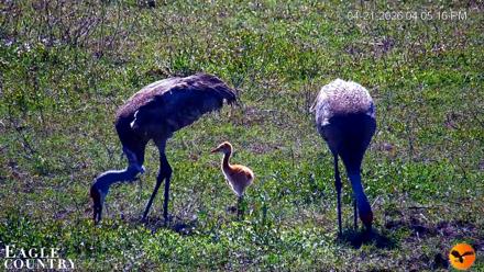 Southwest Florida River Wildlife Live Cams - Apr 22, 2026, 12:29am EDT