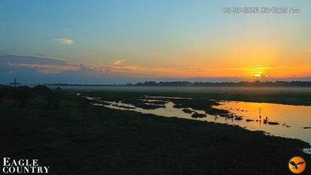 Southwest Florida River Wildlife Live Cams - Jun 20, 2026, 6:43am EDT