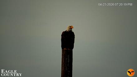 Southwest Florida River Wildlife Live Cams - Apr 23, 2026, 7:20pm EDT