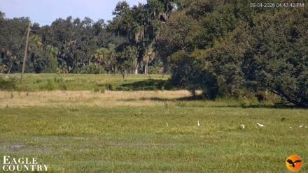 Southwest Florida River Wildlife Live Cams - Sep 4, 2026, 4:46pm EDT