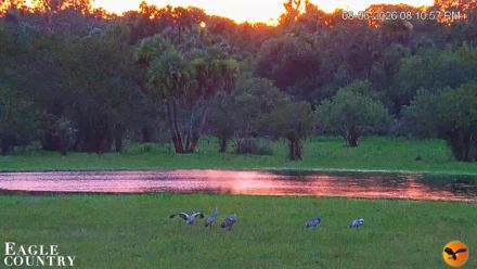 Southwest Florida River Wildlife Live Cams - Aug 6, 2026, 8:11pm EDT