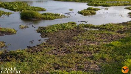Southwest Florida River Wildlife Live Cams - Jun 28, 2026, 7:11pm EDT