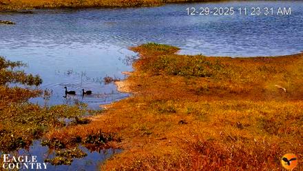 Southwest Florida River Wildlife Live Cams - Dec 29, 2025, 11:24am EST