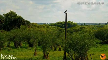 Southwest Florida River Wildlife Live Cams - Jun 16, 2026, 9:48am EDT