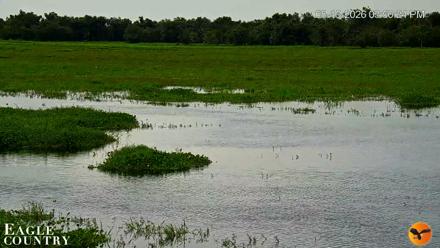 Southwest Florida River Wildlife Live Cams - Aug 15, 2026, 5:50pm EDT