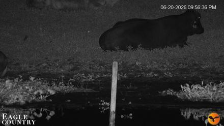Southwest Florida River Wildlife Live Cams - Jun 20, 2026, 9:58pm EDT