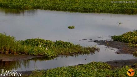 Southwest Florida River Wildlife Live Cams - Jul 2, 2026, 7:45pm EDT