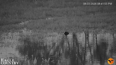 Southwest Florida River Wildlife Live Cams - Aug 3, 2026, 8:43pm EDT