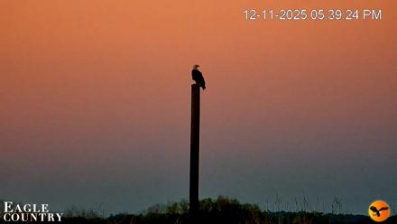 Southwest Florida River Wildlife Live Cams - Dec 11, 2025, 6:12pm EST