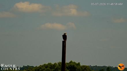 Southwest Florida River Wildlife Live Cams - May 7, 2026, 11:50am EDT