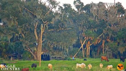 Southwest Florida River Wildlife Live Cams - Aug 14, 2026, 7:23pm EDT