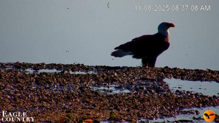 Southwest Florida River Wildlife Live Cams - Nov 8, 2025, 8:54am EST