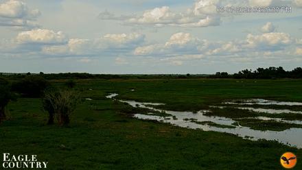 Southwest Florida River Wildlife Live Cams - Jun 7, 2026, 4:40pm EDT