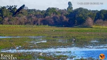 Southwest Florida River Wildlife Live Cams - Oct 23, 2026, 8:37am EDT