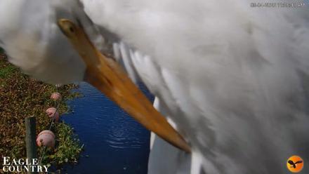 Southwest Florida River Wildlife Live Cams - Sep 4, 2026, 11:07am EDT