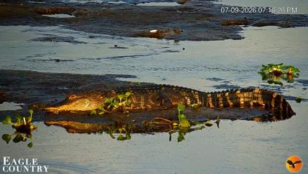 Southwest Florida River Wildlife Live Cams - Jul 9, 2026, 8:09pm EDT