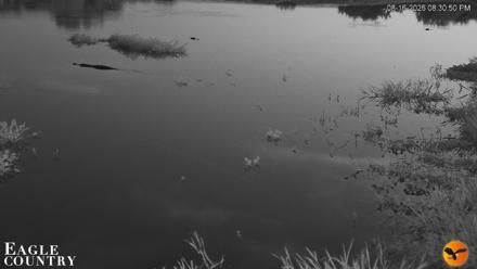 Southwest Florida River Wildlife Live Cams - Aug 16, 2026, 8:31pm EDT