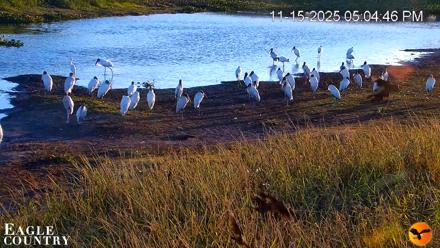 Southwest Florida River Wildlife Live Cams - Nov 15, 2025, 5:05pm EST