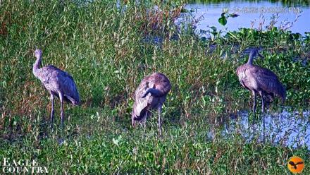 Southwest Florida River Wildlife Live Cams - Jul 14, 2026, 7:03pm EDT