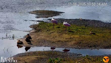 Southwest Florida River Wildlife Live Cams - Nov 8, 2025, 10:51am EST