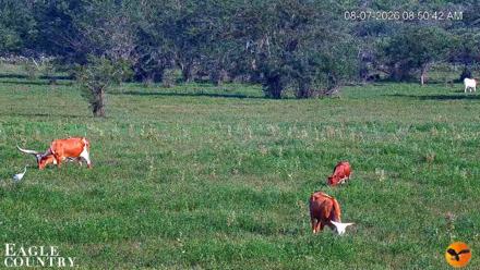 Southwest Florida River Wildlife Live Cams - Aug 7, 2026, 8:51am EDT