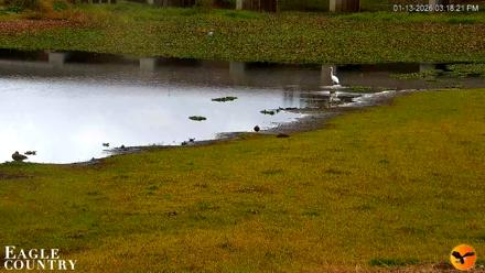 Southwest Florida River Wildlife Live Cams - Jan 13, 2026, 3:19pm EST