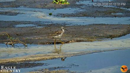 Southwest Florida River Wildlife Live Cams - Jul 9, 2026, 8:05pm EDT