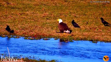 Southwest Florida River Wildlife Live Cams - Feb 16, 2026, 5:28pm EST