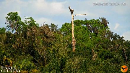 Southwest Florida River Wildlife Live Cams - Sep 3, 2026, 12:02pm EDT