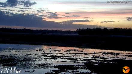 Southwest Florida River Wildlife Live Cams - Feb 18, 2026, 6:46am EST