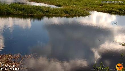 Southwest Florida River Wildlife Live Cams - Sep 25, 2026, 5:07pm EDT