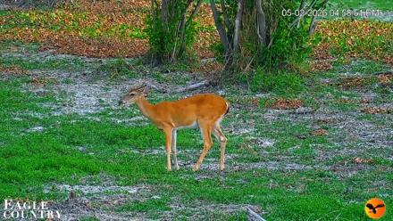 Southwest Florida River Wildlife Live Cams - May 2, 2026, 7:52pm EDT