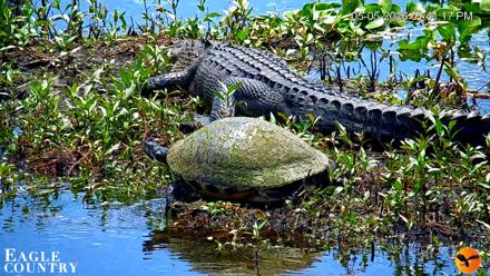 Southwest Florida River Wildlife Live Cams - May 5, 2026, 1:42pm EDT