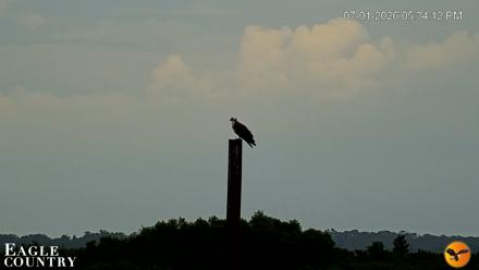 Southwest Florida River Wildlife Live Cams - Jul 1, 2026, 5:35pm EDT