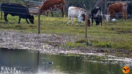 Southwest Florida River Wildlife Live Cams - Mar 24, 2026, 7:12pm EDT