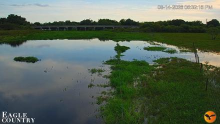 Southwest Florida River Wildlife Live Cams - Aug 14, 2026, 6:32pm EDT