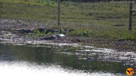 Southwest Florida River Wildlife Live Cams - Mar 24, 2026, 5:26pm EDT