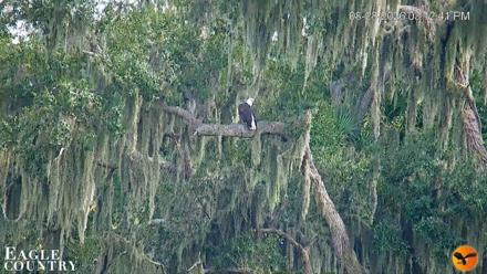 Southwest Florida River Wildlife Live Cams - Aug 28, 2026, 3:14pm EDT