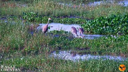 Southwest Florida River Wildlife Live Cams - Jul 14, 2026, 6:58pm EDT