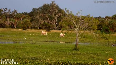 Southwest Florida River Wildlife Live Cams - Sep 10, 2026, 6:09pm EDT